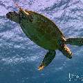 Green Sea Turtle (Chelonia mydas), photo taken in Indonesia, East Nusa Tenggara, West Manggarai Regency, Siaba Kecil