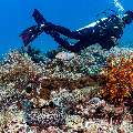 Giant Moray (Gymnothorax javanicus), photo taken in Indonesia, East Nusa Tenggara, West Manggarai Regency, Manta Point