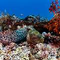 Giant Moray (Gymnothorax javanicus), photo taken in Indonesia, East Nusa Tenggara, West Manggarai Regency, Manta Point