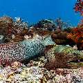 Giant Moray (Gymnothorax javanicus), photo taken in Indonesia, East Nusa Tenggara, West Manggarai Regency, Manta Point