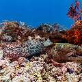 Giant Moray (Gymnothorax javanicus), photo taken in Indonesia, East Nusa Tenggara, West Manggarai Regency, Manta Point