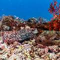 Giant Moray (Gymnothorax javanicus), photo taken in Indonesia, East Nusa Tenggara, West Manggarai Regency, Manta Point