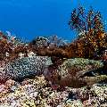Giant Moray (Gymnothorax javanicus), photo taken in Indonesia, East Nusa Tenggara, West Manggarai Regency, Manta Point