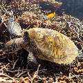 Green Sea Turtle (Chelonia mydas), photo taken in Indonesia, East Nusa Tenggara, West Manggarai Regency, Siaba Kecil