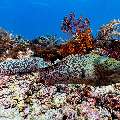 Giant Moray (Gymnothorax javanicus), photo taken in Indonesia, East Nusa Tenggara, West Manggarai Regency, Manta Point