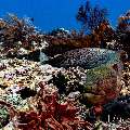 Giant Moray (Gymnothorax javanicus), photo taken in Indonesia, East Nusa Tenggara, West Manggarai Regency, Manta Point