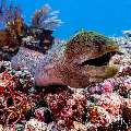 Giant Moray (Gymnothorax javanicus), photo taken in Indonesia, East Nusa Tenggara, West Manggarai Regency, Manta Point