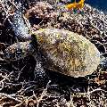 Green Sea Turtle (Chelonia mydas), photo taken in Indonesia, East Nusa Tenggara, West Manggarai Regency, Siaba Kecil