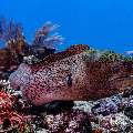 Giant Moray (Gymnothorax javanicus), photo taken in Indonesia, East Nusa Tenggara, West Manggarai Regency, Manta Point