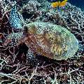 Green Sea Turtle (Chelonia mydas), photo taken in Indonesia, East Nusa Tenggara, West Manggarai Regency, Siaba Kecil