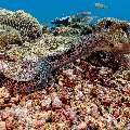 Giant Moray (Gymnothorax javanicus), photo taken in Indonesia, East Nusa Tenggara, West Manggarai Regency, Manta Point