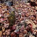 Giant Moray (Gymnothorax javanicus), photo taken in Indonesia, East Nusa Tenggara, West Manggarai Regency, Manta Point