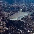 Blacktip Reefshark (Carcharhinus melanopterus), photo taken in Indonesia, East Nusa Tenggara, West Manggarai Regency, Siaba Kecil
