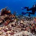 Giant Moray (Gymnothorax javanicus), photo taken in Indonesia, East Nusa Tenggara, West Manggarai Regency, Manta Point