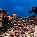 Giant Moray (Gymnothorax javanicus), photo taken in Indonesia, East Nusa Tenggara, West Manggarai Regency, Manta Point