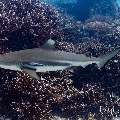 Blacktip Reefshark (Carcharhinus melanopterus), photo taken in Indonesia, East Nusa Tenggara, West Manggarai Regency, Siaba Kecil