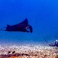 Oceanic Manta (Mobula birostris), Ocellated eagle ray (Aetobatus ocellatus), photo taken in Indonesia, East Nusa Tenggara, West Manggarai Regency, Manta Point