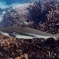 Blacktip Reefshark (Carcharhinus melanopterus), photo taken in Indonesia, East Nusa Tenggara, West Manggarai Regency, Siaba Kecil