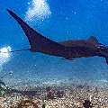 Oceanic Manta (Mobula birostris), photo taken in Indonesia, East Nusa Tenggara, West Manggarai Regency, Manta Point