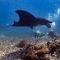 Oceanic Manta (Mobula birostris), photo taken in Indonesia, East Nusa Tenggara, West Manggarai Regency, Manta Point