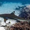 Blacktip Reefshark (Carcharhinus melanopterus), photo taken in Indonesia, East Nusa Tenggara, West Manggarai Regency, Siaba Kecil