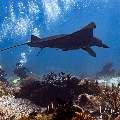 Oceanic Manta (Mobula birostris), photo taken in Indonesia, East Nusa Tenggara, West Manggarai Regency, Manta Point