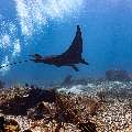 Oceanic Manta (Mobula birostris), photo taken in Indonesia, East Nusa Tenggara, West Manggarai Regency, Manta Point