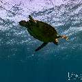 Green Sea Turtle (Chelonia mydas), photo taken in Indonesia, East Nusa Tenggara, West Manggarai Regency, Siaba Kecil