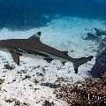 Blacktip Reefshark (Carcharhinus melanopterus), photo taken in Indonesia, East Nusa Tenggara, West Manggarai Regency, Siaba Kecil
