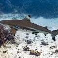 Blacktip Reefshark (Carcharhinus melanopterus), photo taken in Indonesia, East Nusa Tenggara, West Manggarai Regency, Siaba Kecil