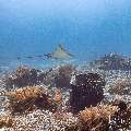 Ocellated eagle ray (Aetobatus ocellatus), photo taken in Indonesia, East Nusa Tenggara, West Manggarai Regency, Manta Point