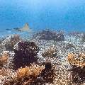 Ocellated eagle ray (Aetobatus ocellatus), photo taken in Indonesia, East Nusa Tenggara, West Manggarai Regency, Manta Point
