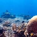 Ocellated eagle ray (Aetobatus ocellatus), photo taken in Indonesia, East Nusa Tenggara, West Manggarai Regency, Manta Point
