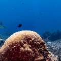 Ocellated eagle ray (Aetobatus ocellatus), photo taken in Indonesia, East Nusa Tenggara, West Manggarai Regency, Manta Point