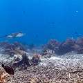 Ocellated eagle ray (Aetobatus ocellatus), photo taken in Indonesia, East Nusa Tenggara, West Manggarai Regency, Manta Point