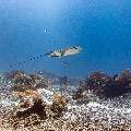Ocellated eagle ray (Aetobatus ocellatus), photo taken in Indonesia, East Nusa Tenggara, West Manggarai Regency, Manta Point