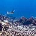 Ocellated eagle ray (Aetobatus ocellatus), photo taken in Indonesia, East Nusa Tenggara, West Manggarai Regency, Manta Point