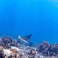 Ocellated eagle ray (Aetobatus ocellatus), photo taken in Indonesia, East Nusa Tenggara, West Manggarai Regency, Manta Point