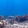 Ocellated eagle ray (Aetobatus ocellatus), photo taken in Indonesia, East Nusa Tenggara, West Manggarai Regency, Manta Point