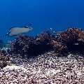 Ocellated eagle ray (Aetobatus ocellatus), photo taken in Indonesia, East Nusa Tenggara, West Manggarai Regency, Manta Point