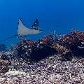 Ocellated eagle ray (Aetobatus ocellatus), photo taken in Indonesia, East Nusa Tenggara, West Manggarai Regency, Manta Point