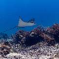 Ocellated eagle ray (Aetobatus ocellatus), photo taken in Indonesia, East Nusa Tenggara, West Manggarai Regency, Manta Point