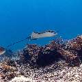 Ocellated eagle ray (Aetobatus ocellatus), photo taken in Indonesia, East Nusa Tenggara, West Manggarai Regency, Manta Point