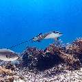 Ocellated eagle ray (Aetobatus ocellatus), photo taken in Indonesia, East Nusa Tenggara, West Manggarai Regency, Manta Point