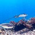 Ocellated eagle ray (Aetobatus ocellatus), photo taken in Indonesia, East Nusa Tenggara, West Manggarai Regency, Manta Point