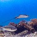 Ocellated eagle ray (Aetobatus ocellatus), photo taken in Indonesia, East Nusa Tenggara, West Manggarai Regency, Manta Point