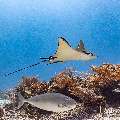 Ocellated eagle ray (Aetobatus ocellatus), photo taken in Indonesia, East Nusa Tenggara, West Manggarai Regency, Manta Point