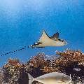 Ocellated eagle ray (Aetobatus ocellatus), photo taken in Indonesia, East Nusa Tenggara, West Manggarai Regency, Manta Point
