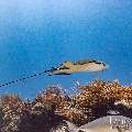 Ocellated eagle ray (Aetobatus ocellatus), photo taken in Indonesia, East Nusa Tenggara, West Manggarai Regency, Manta Point