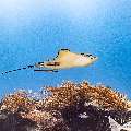 Ocellated eagle ray (Aetobatus ocellatus), photo taken in Indonesia, East Nusa Tenggara, West Manggarai Regency, Manta Point